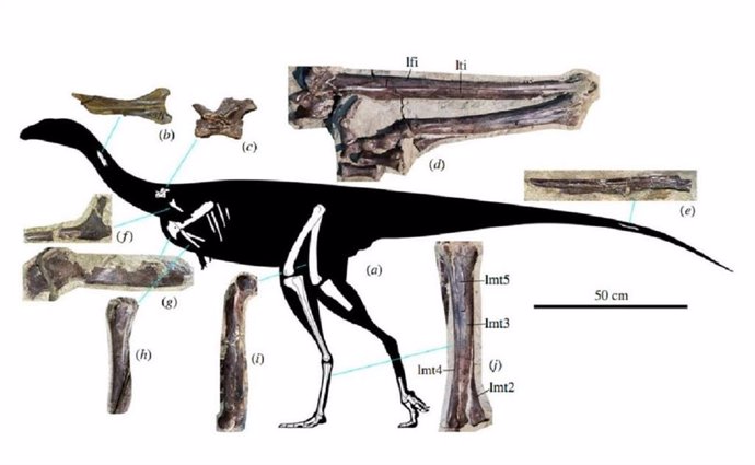 Reconstrucción de la especie Kiyacursor longipes con fragmentos esqueléticos encontrados en la localidad de Shestakovo