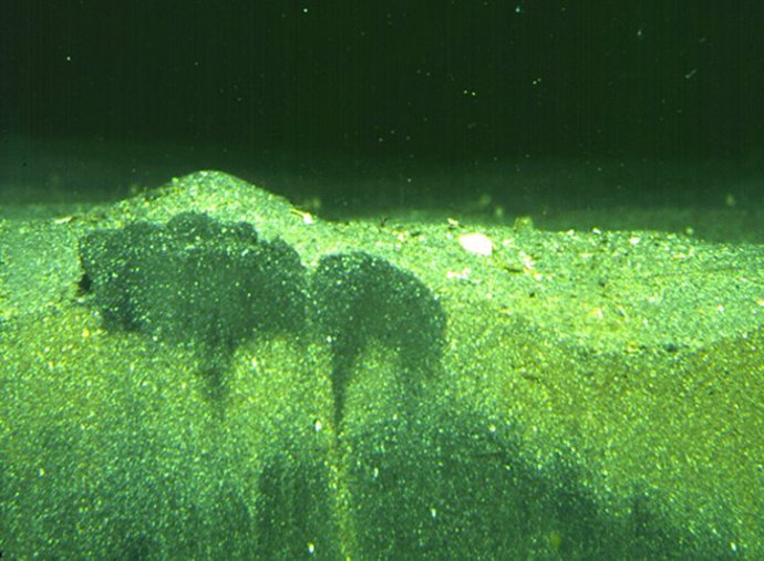 Los sedimentos del fondo marino que han sido excavados y agitados por animales invertebrados, que según una nueva investigación desempeñan un papel importante en la protección de los ecosistemas marinos.