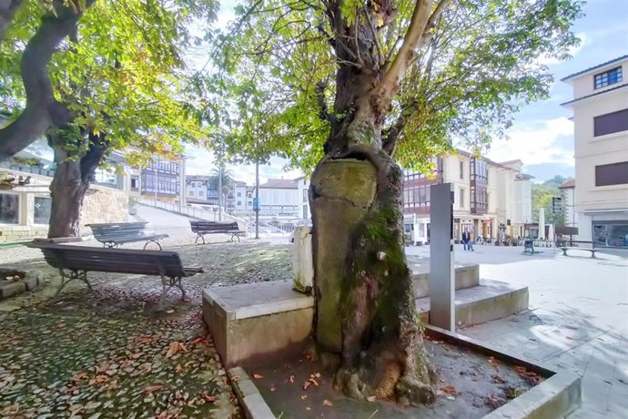 Archivo - Foto de archivo de los castaños ubicados en el Corro Campíos.