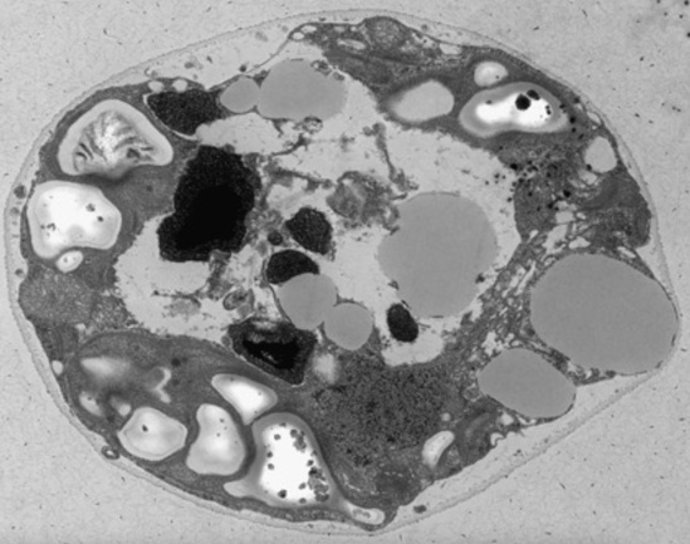 Imagen de 'Chlamydomonas urium' al microscopio electrónico.