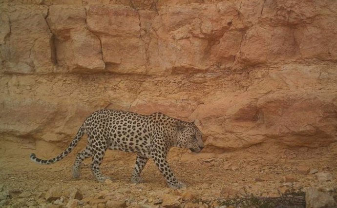 Leopardo de Arabia