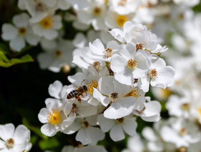 Una abeja posada en una flor, en la Rosaleda del Parque del Oeste, a 13 de mayo de 2024, en Madrid (España). 