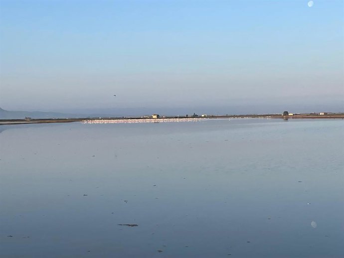 Flamencos en la Albufera