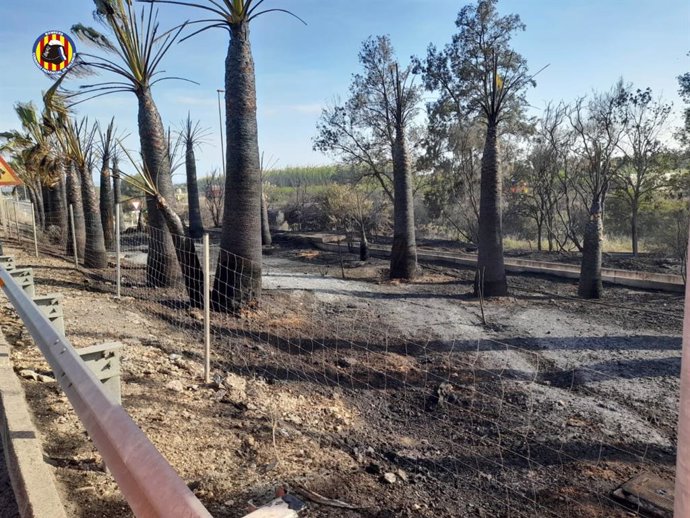 Sofocan un incendio en un palmeral en Almussafes (Valencia), a la altura de la factoría de Ford