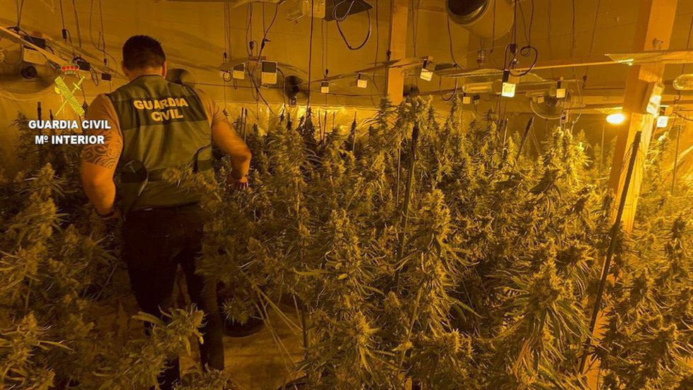 Cultivo de marihuana