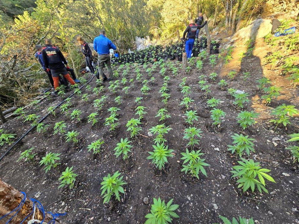 Imagen de la plantación en La Febró