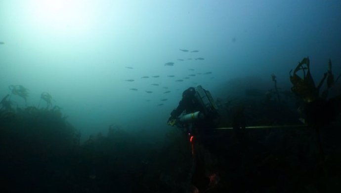 Un probable banco de Alosa spp. En las aguas marinas costeras de Bretaña