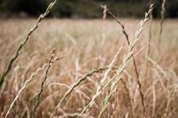 Los 27 respaldan aumentar un 50% los aranceles al grano de Rusia y Bielorrusia para detener las importaciones