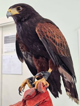 Recuperan un águila Harris encargado del control de las poblaciones de aves que se había escapado