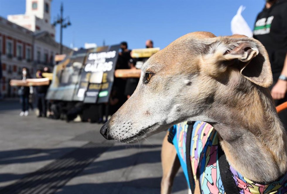 Archivo - Un galgo mira a un grupo de personas pertenecientes a colectivos animalistas durante una concentración para defender la protección de los galgos, en la Puerta del Sol, a 14 de octubre de 2021, en Madrid, (España).