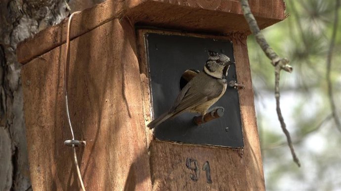 Herrerillo capuchino en una caja nido de Marismas del Odiel (Huelva).