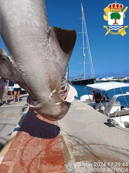 Tiburón hallado en Alicante