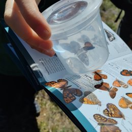 Imatge d'unes papallones facilitada per la Conselleria
