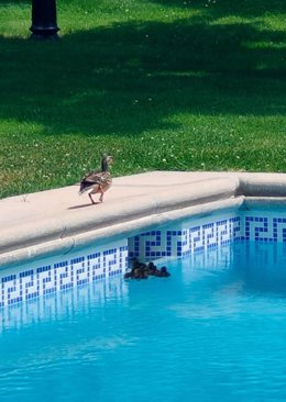 Rescatan a siete patitos que se habían refugiado en una piscina por el calor