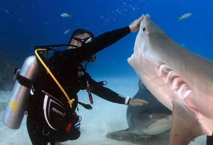 Los tiburones centran el 10º del International Ocean Film Tour, que comienza este domingo en Las Palmas de Gran Canaria