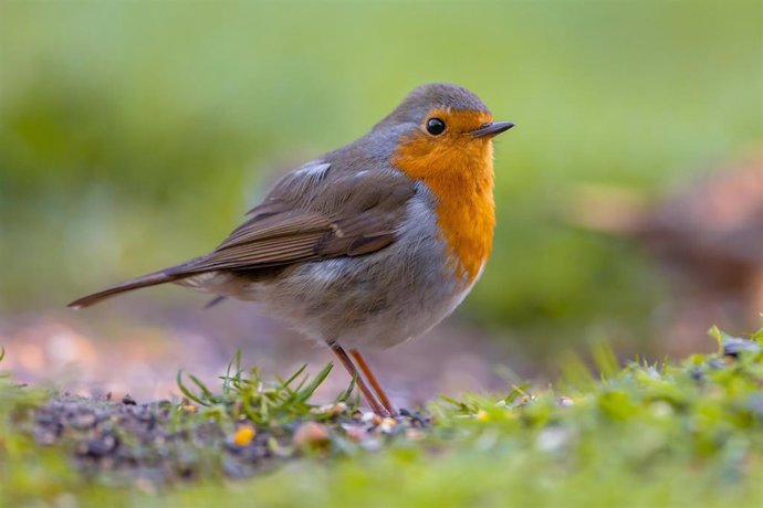 SEO/BirdLife pide por carta a Ayuntamientos que las podas en primavera tengan en cuenta la biodiversidad urbana.