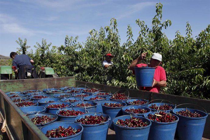 Archivo - Recogida de cerezas. Agricultura.