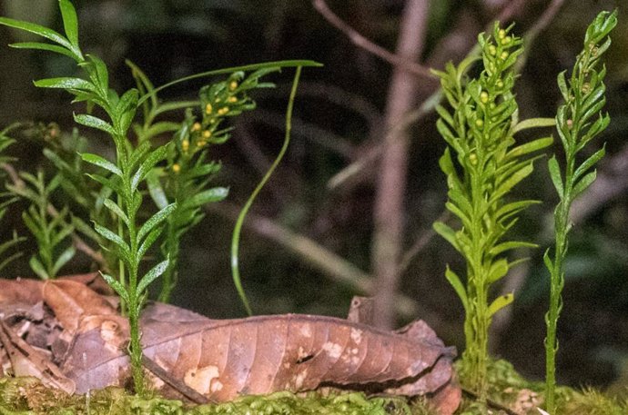 Tmesipteris oblanceolata.