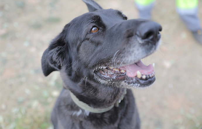 Karmina, una de las animales del Refugio de Paterna