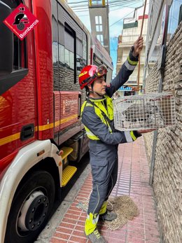 Rescatan a dos crías de gaviotas atrapadas en un centro de salud de Benidorm