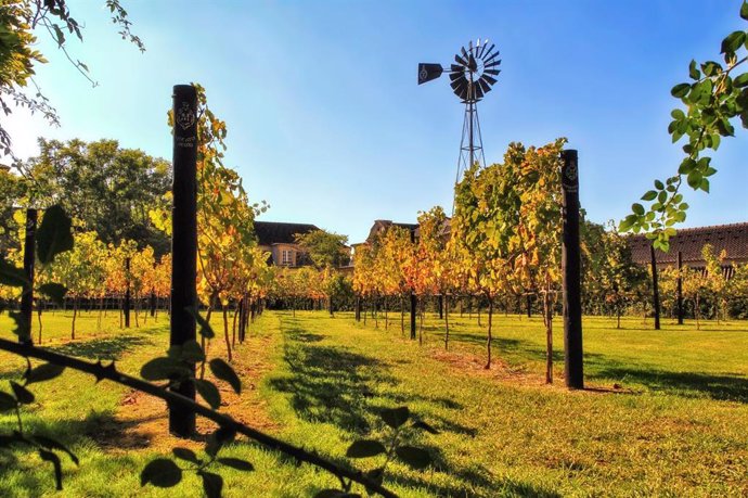 Setúbal: destino para los amantes del vino en la tierra del Moscatel