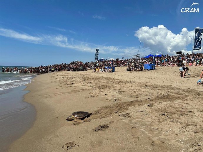 Liberación de una tortuga en la playa de El Prat de Llobregat (Barcelona).