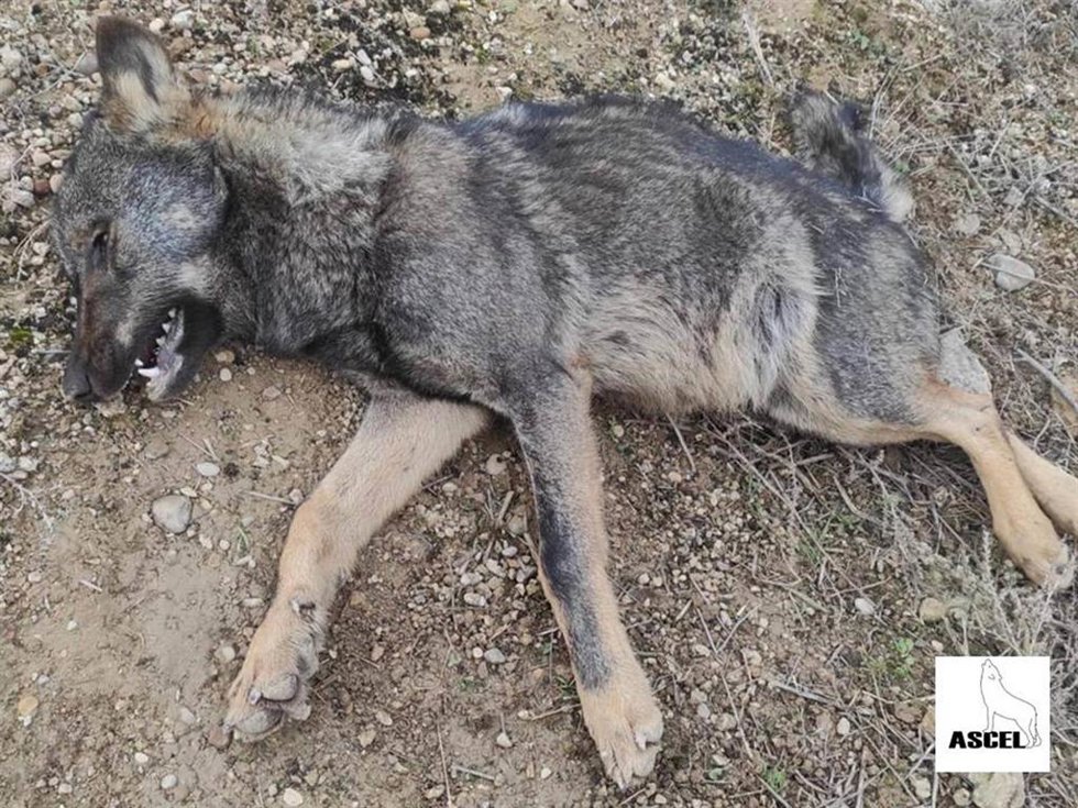 Lobo muerto.