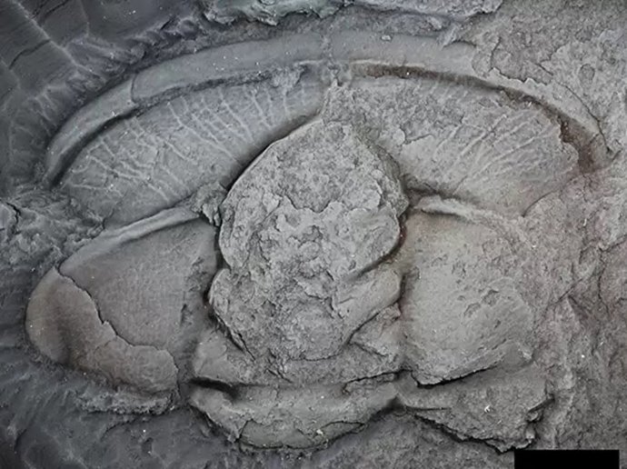 Fósil de trilobites