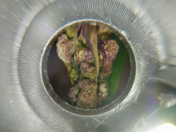 Planta de maíz infectada con Ustilago maydis.