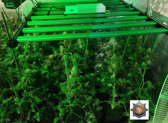 Imagen de una plantación de marihuana desmantelada por la Policía Muncipal de Mungia