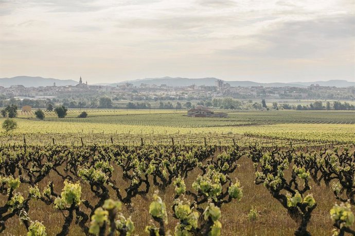 Archivo - Viñedo de la Familia Torres