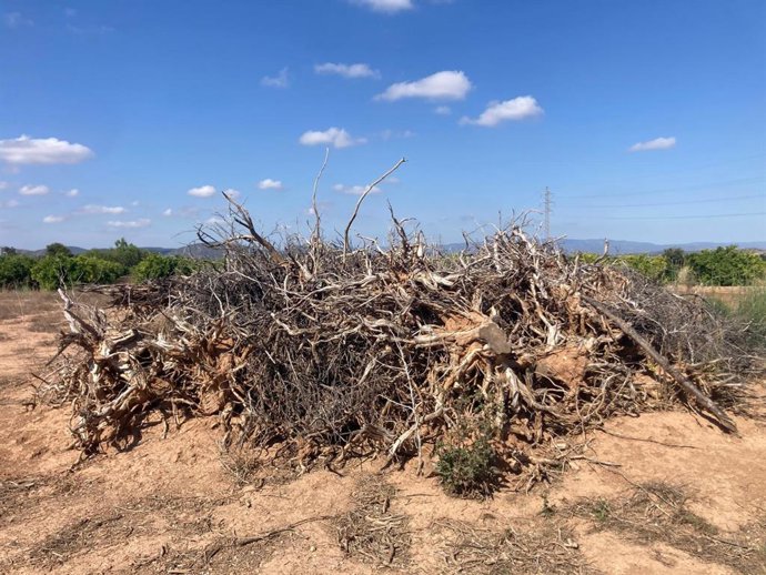 Restos de poda seca en campo