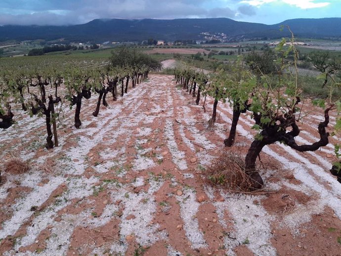 Los efectos de la granizada en un campo de viña en Guardiola de Font-rubí, en la comarca del Alt Penedès