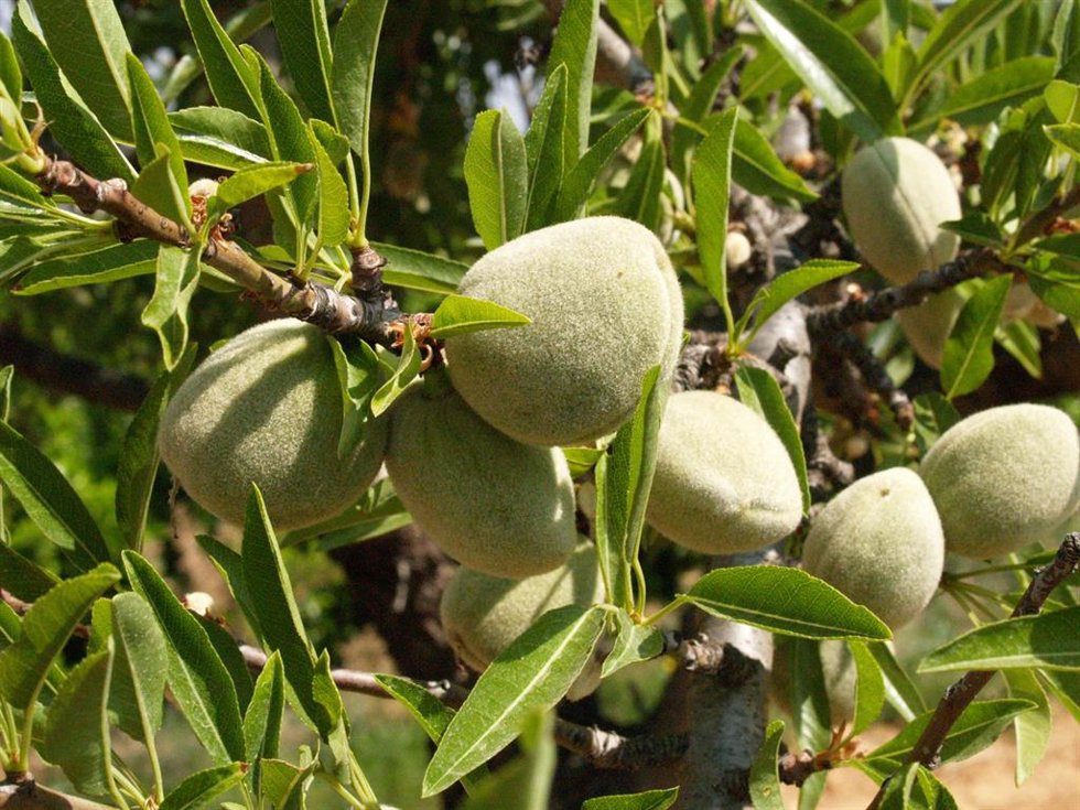 Archivo - Cosecha de la almendra.