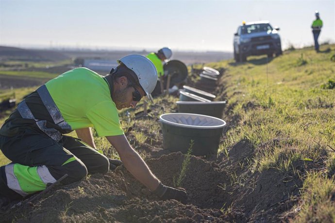 Plantaciones de árboles en el entorno de la mina Cobre las Cruces