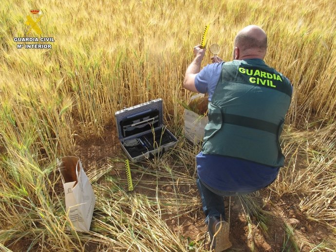 La Guardia Civil esclarece varios delitos contra la propiedad industrial en el ámbito agrario relacionados con el comercio ilegal de variedades protegidas de cereal.
