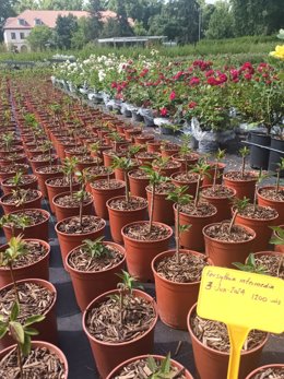 Vivero de la Casa de Campo