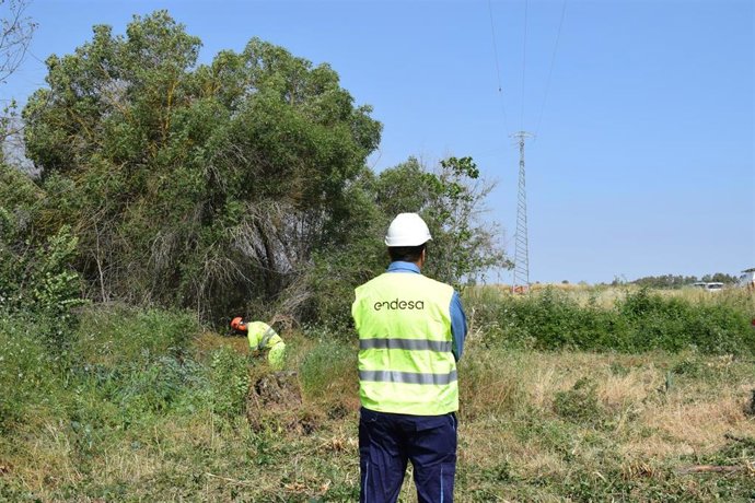 E-distribución, la filial de redes de Endesa ha desarrollado trabajos para garantizar la calidad y continuidad del suministro eléctrico y disminuir al máximo el riesgo de incendio en las masas forestales que rodean las líneas eléctricas en la provincia.
