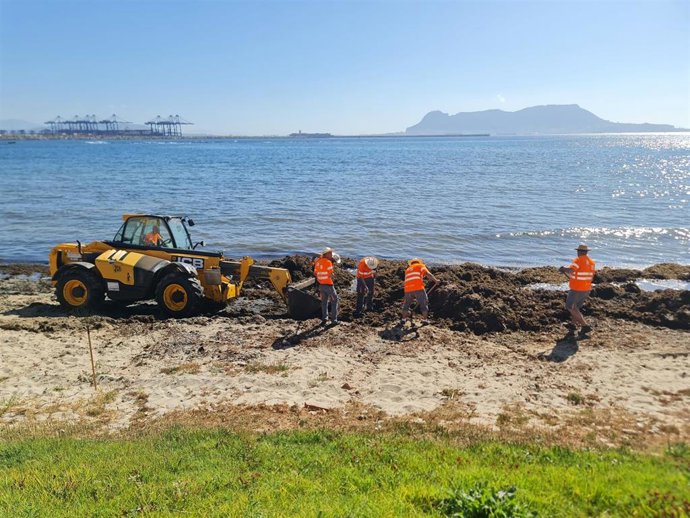 Operarios retiran algas de la playa de El Chinarral en Algeciras (Cádiz).