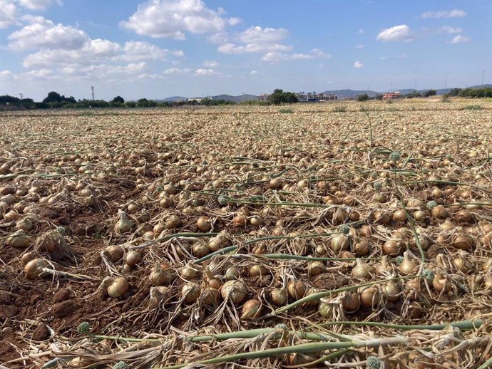 Campo de cebollas sin recoger