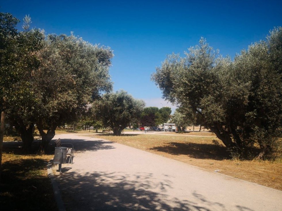 Ecologistas en Acción reclama la protección del Parque de los Olivos, con ejemplares centenarios