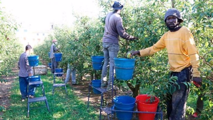 Archivo - Inmigrantes trabajando en un campo en Catalunya.