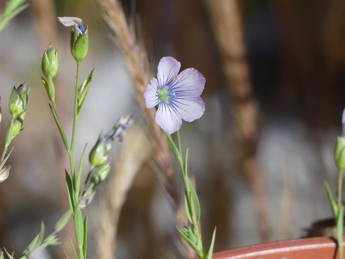 Flor del 'Linum bienne'