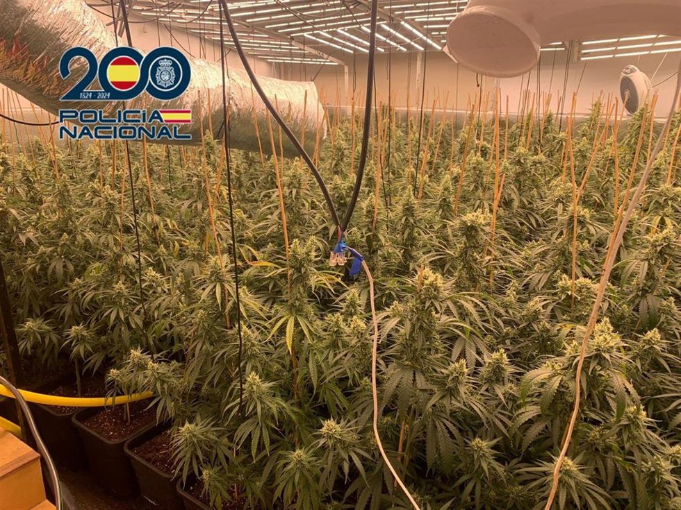 Imagen de la plantación localizada en Ador