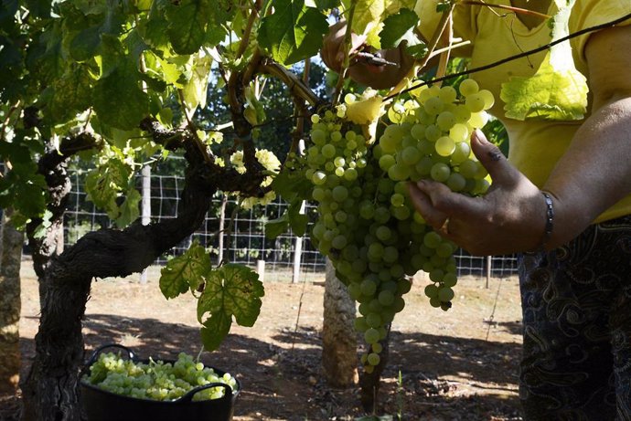 Archivo - Vendimia y carga de uvas en contenedor en una de las viñas que abastecen a la bodega Pazo do Mar en Feá,