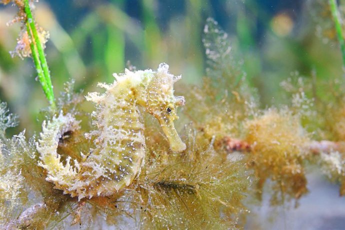 Ejemplar de caballito de mar localizado recientemente en el Mar Menor