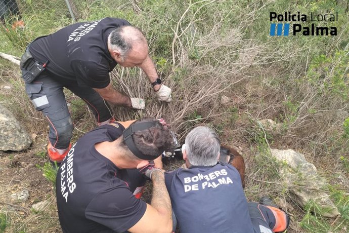 Rescatada una cabra en Son Vida