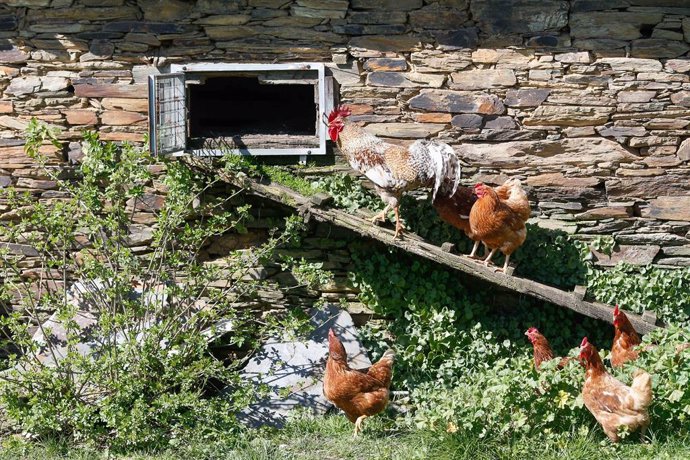 Archivo - Varias gallinas y un gallo en un corral, a 6 de marzo de 2024, en Bóveda, Lugo, Galicia (España). 