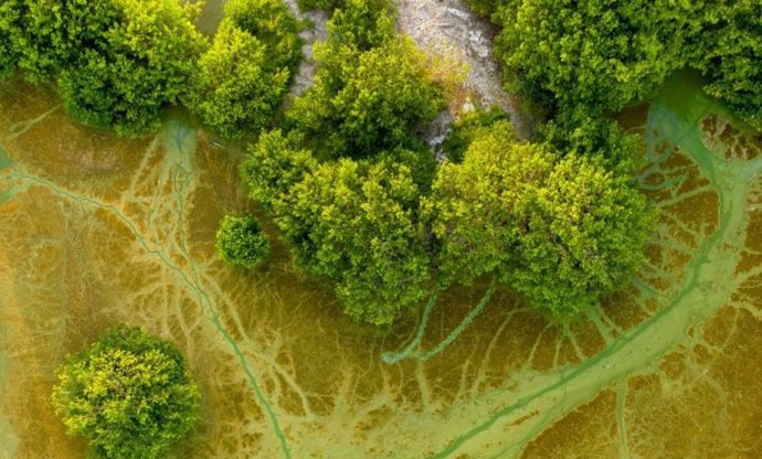 Un nuevo informe afirma que se deben eliminar de forma sostenible entre 7.000 y 9.000 millones de toneladas de CO2 al año para alcanzar los objetivos climáticos