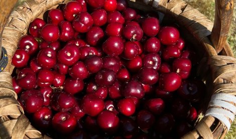 Comunicados Sociedad